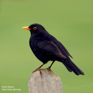 Birds Nature