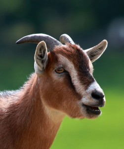 Young AKA