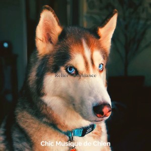 Chic Musique de Chien