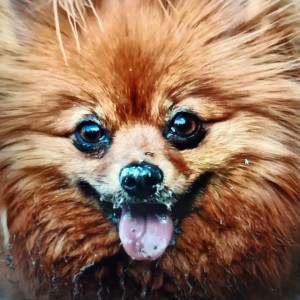 Babbacchione