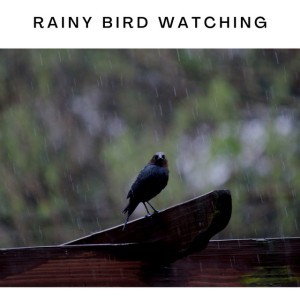 Birds Calling in the Rain