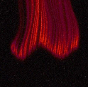 Olas De Medianoche