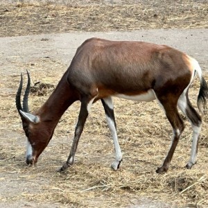 Bohbii