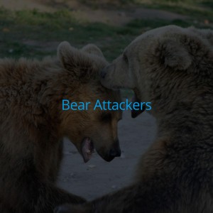 Bear Attackers