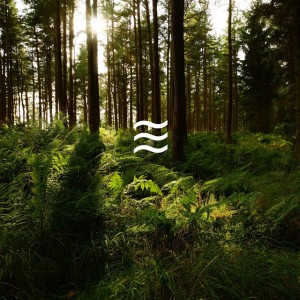 ASMR Forest and Soughs for Sleep