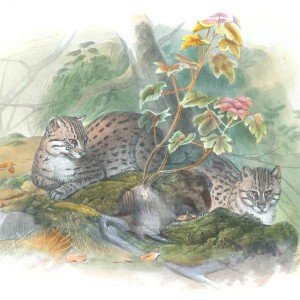 Catsssss