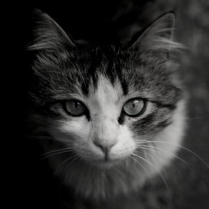 Cat Music Sounds