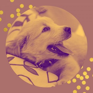 Cheerful Relaxing Dog Music