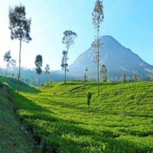 BaliBiki