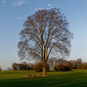 Aleoda Bow