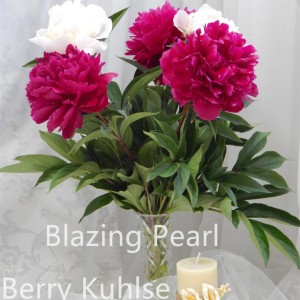Berry Kuhlse
