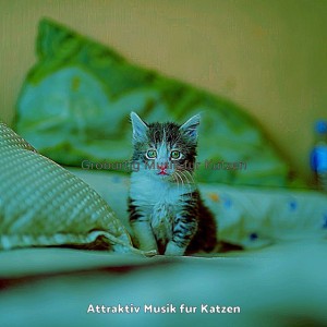 Attraktiv Musik fur Katzen