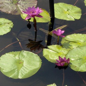 Background Meditation Spa