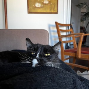 Catdad