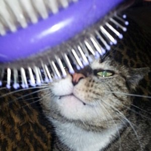 CatnipAudio