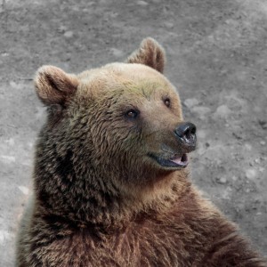 Bears Love Marmalade