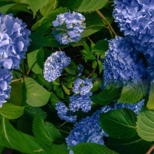 Bluedoom