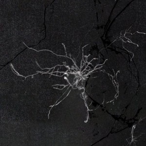 Zaliva-D