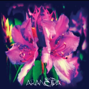 Araneida