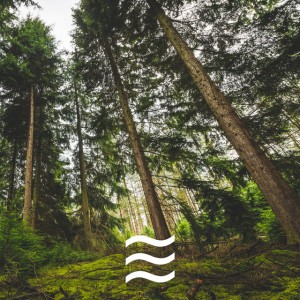 Baby Deep Nap Soft Forest Sound