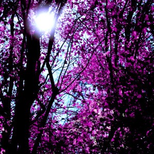 Consciousness Journey