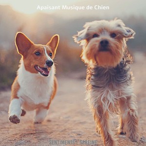 Apaisant Musique de Chien