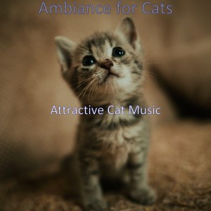 Attractive Cat Music