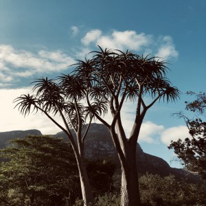 Brown Kiwi