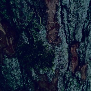 Andersomcgersom