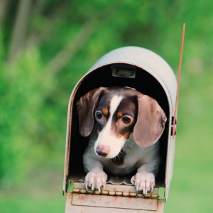 Branche Musique de Chien
