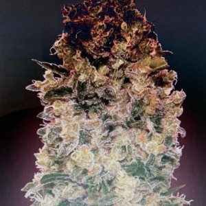 Caramel Kush