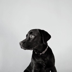 Casual Lonely Dog Music