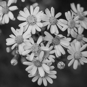 Pressed Flowers