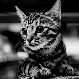 Casual Cat Music