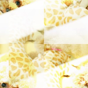 Bellona Pastry