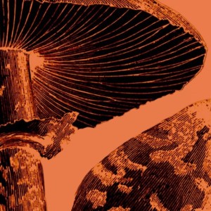 Amanita Somersolt