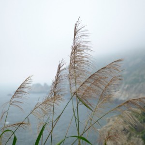 Atursis