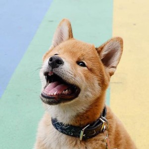 Tofu Chan