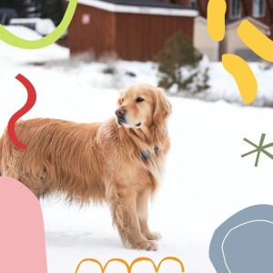 Chaud Musique de Chien