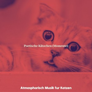 Atmospharisch Musik fur Katzen