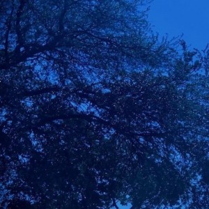 blueli9ht