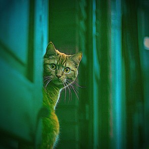 Cat Music Moments