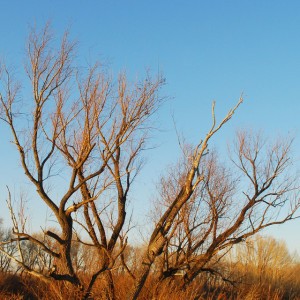 Bridgemere