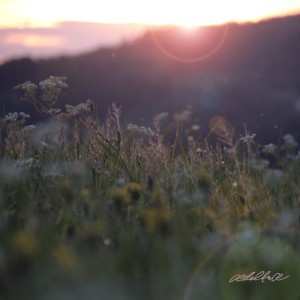 Meadow