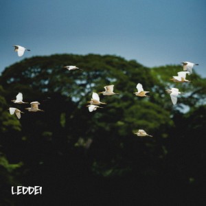 Pajaros blancos