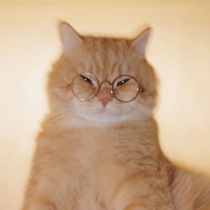 Montagem Miau - Slowed