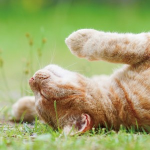 A cat song that seems to fit a cat video