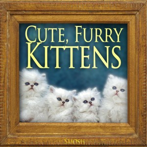 Cute Furry Kittens