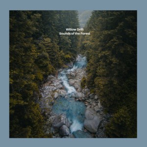 Forest Stream and Ambience