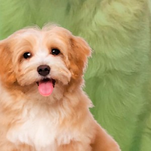 Cachorro Fofinho